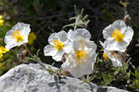 Helianthemum apenninum
